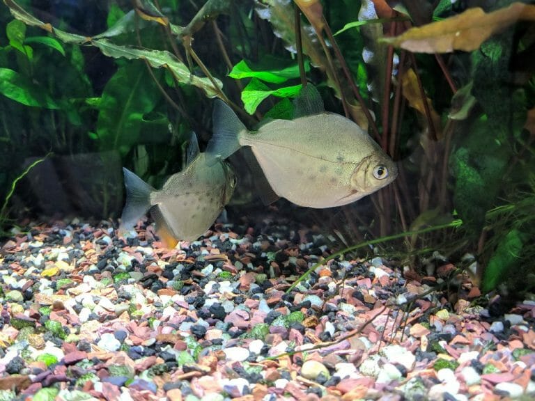 What Is Aquarium Substrate: The Purposes and Types of Substrate
