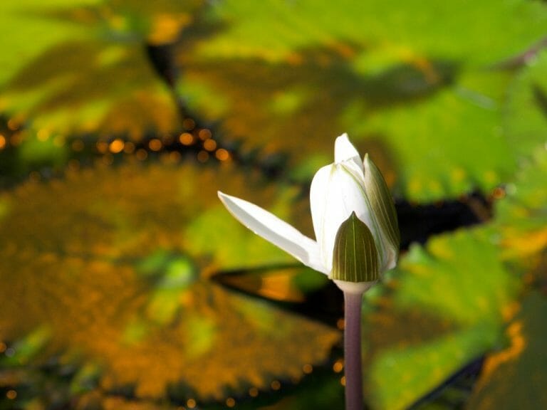 Tiger Lotus Propagation: Planting and Maintenance of Tiger Lotus