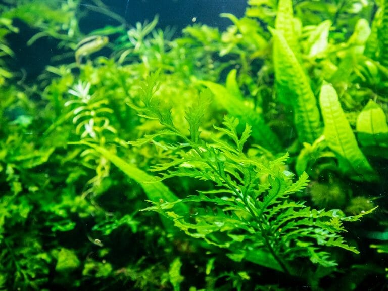 Can Goldfish Eat Java Moss: A Guide to Safely Choosing Plants for Your Goldfish Tank