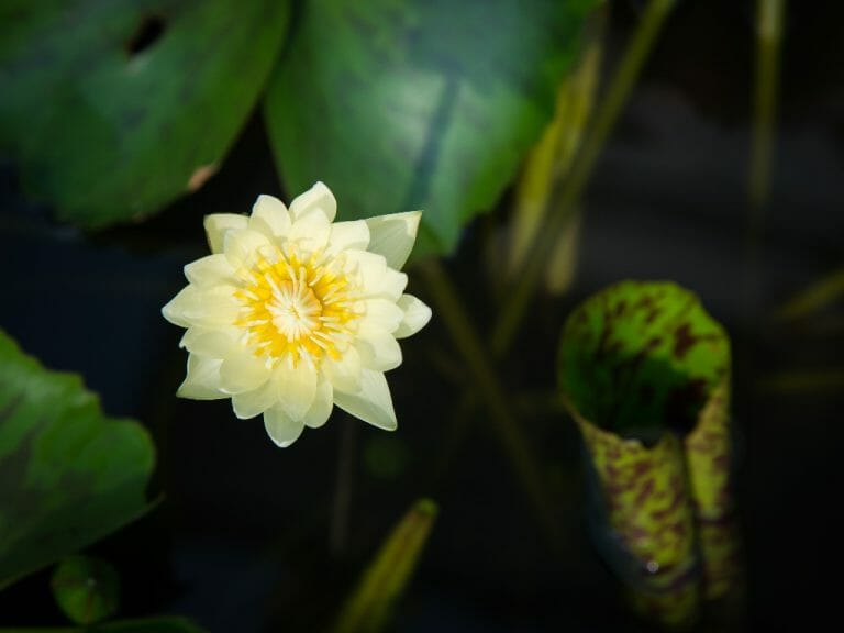 Red Dwarf Aquarium Lily A Guide to Keeping This Plant in Your Tank