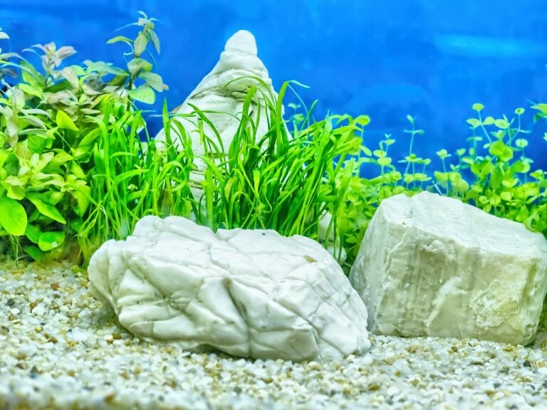 Can Goldfish Eat Java Moss A Guide to Safely Choosing Plants for Your