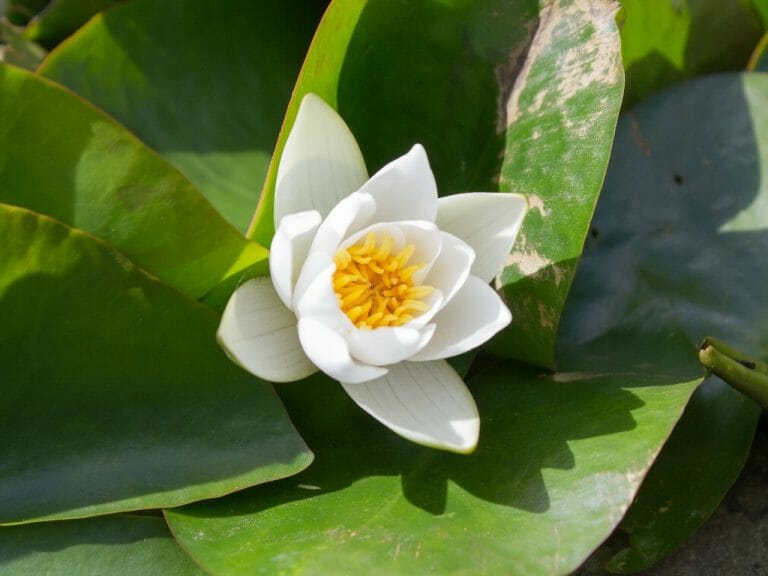 How to Plant Dwarf Water Lily: Things to Keep in Mind When Growing These Lilies Indoors