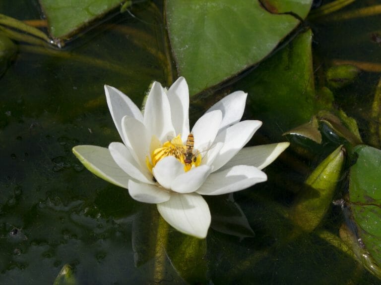 How to Plant Dwarf Water Lily Things to Keep in Mind When Growing