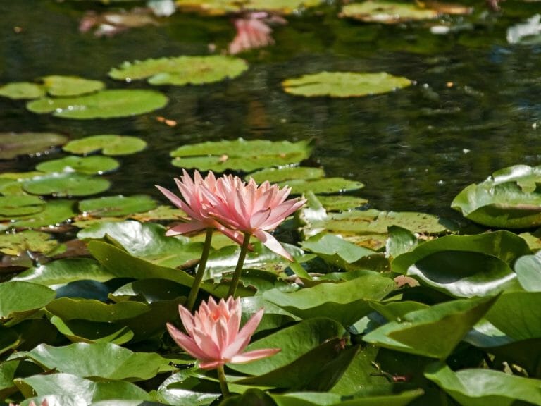 How to Plant Tiger Lotus Bulbs: Things You Need to Know in Growing Tiger Lotus and Common Problems You May Face