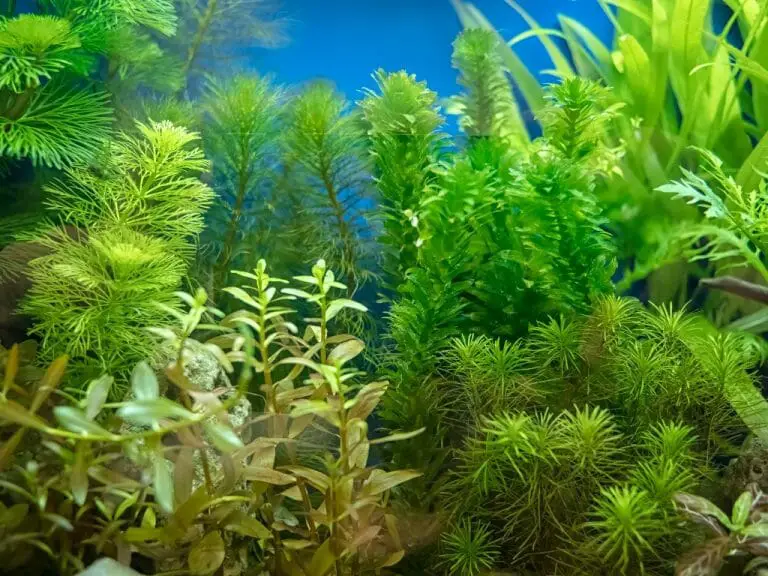 Can Snails Eat Java Moss: Understanding the Feeding Preferences of Snails