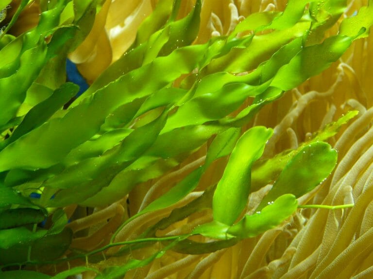 Is Java Moss Edible: Java Moss and the Aquatic Pets That Eat It