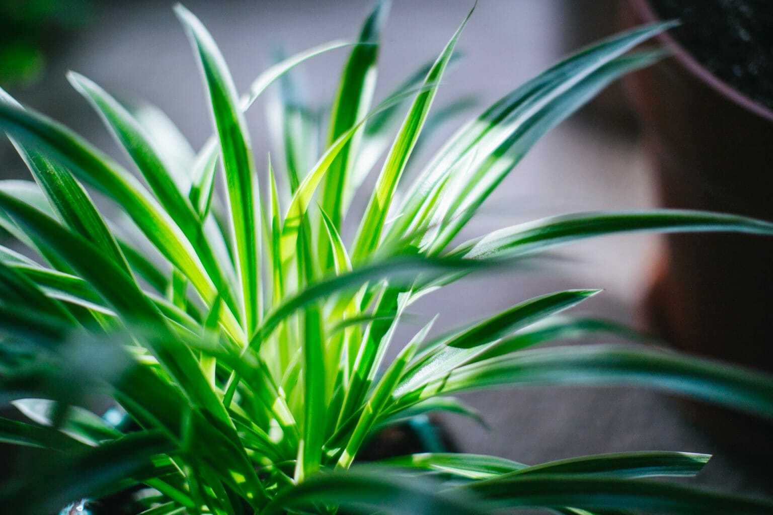 Is Spider Plant Toxic to Fish Benefits of Spider Plants & What You