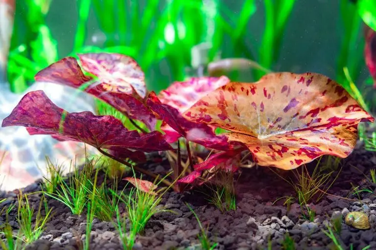Tiger Lotus Aquarium Plant: Everything You Need to Know When Planting Tiger Lotus in a Tank