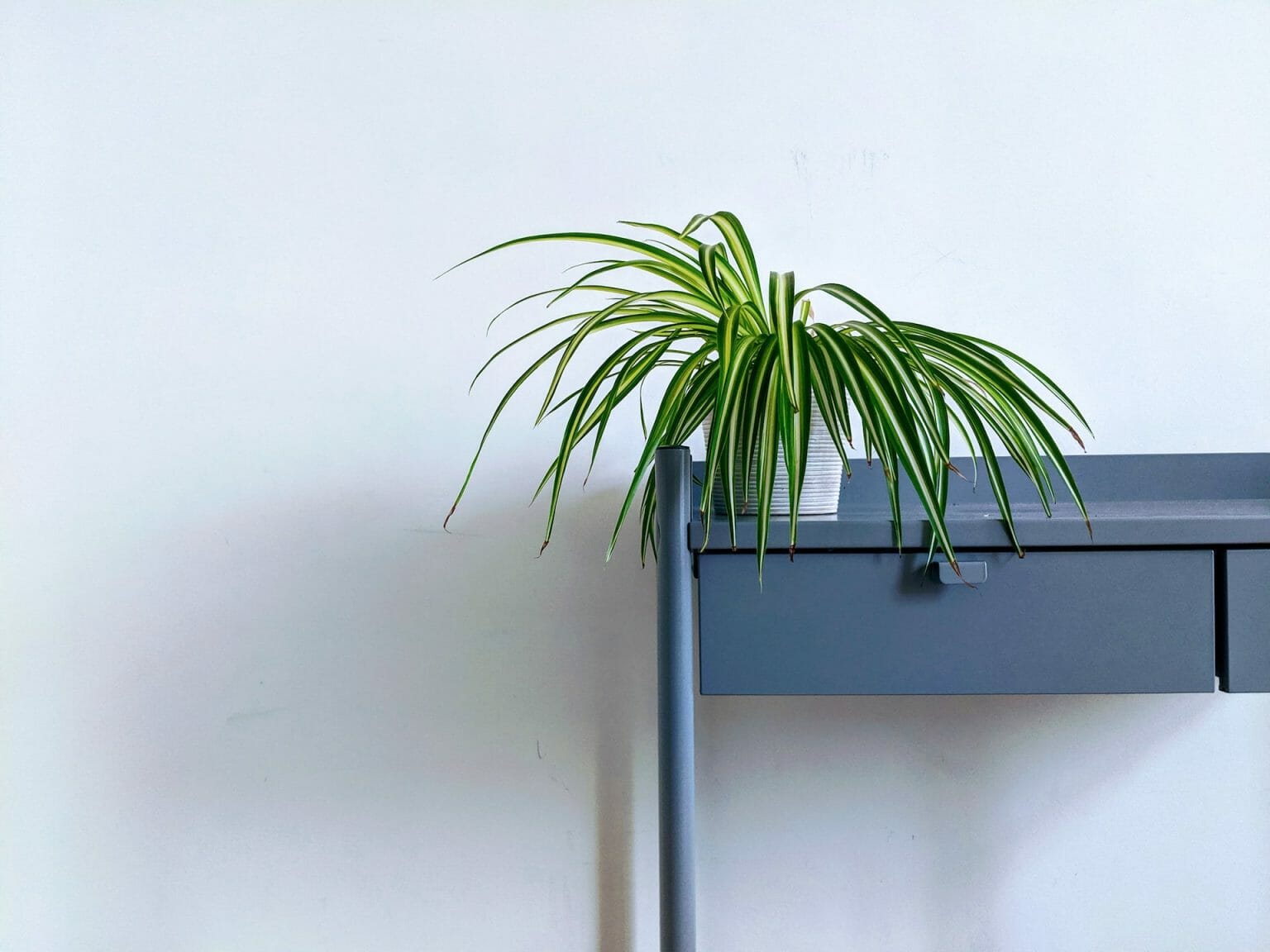 Is Spider Plant Toxic To Fish Benefits Of Spider Plants What You is-spider-plant-toxic-to-fish-benefits-of-spider-plants-what-you