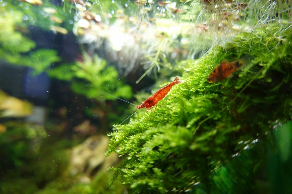 Is Java Moss Good for Goldfish Putting Java Moss in Aquariums and