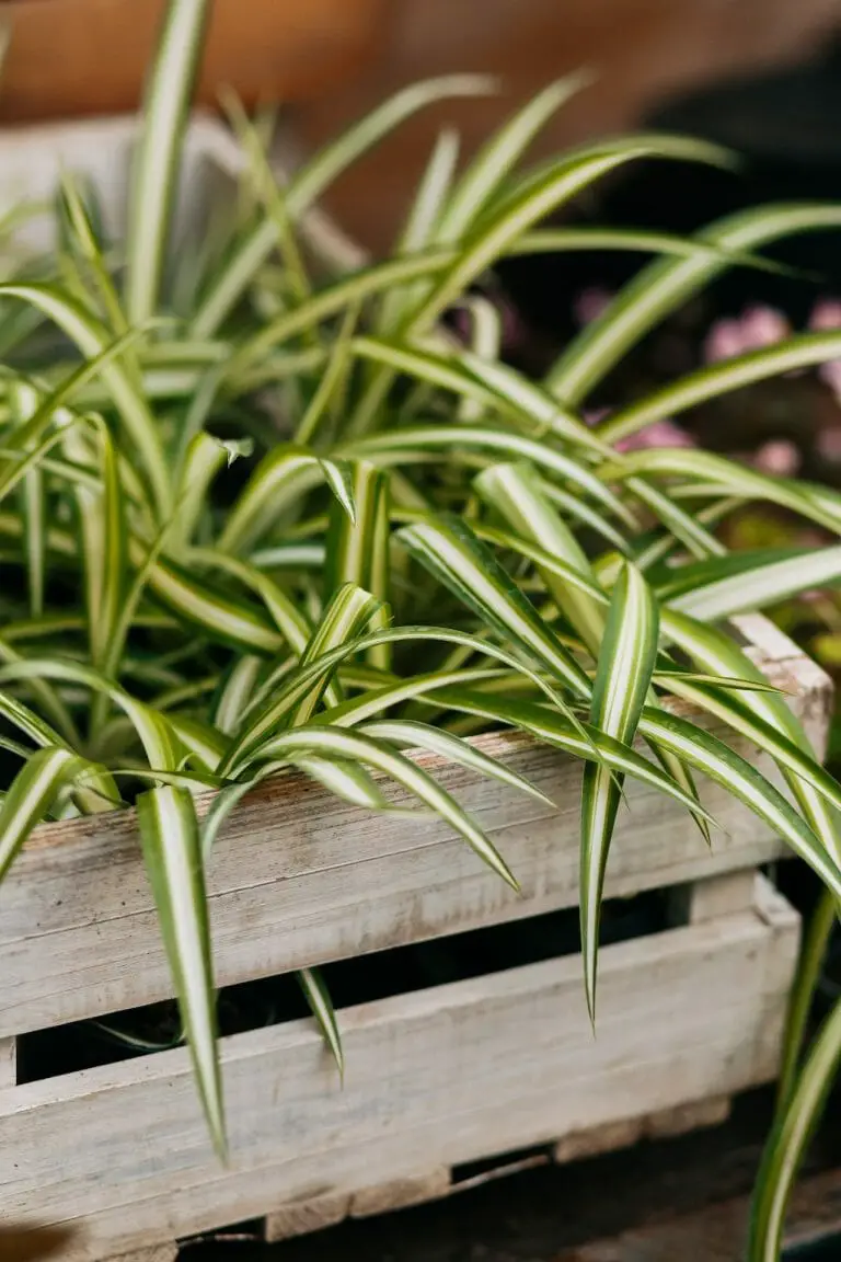 Is Spider Plant Toxic to Fish: Benefits of Spider Plants & What You Need to Know When Planting Them