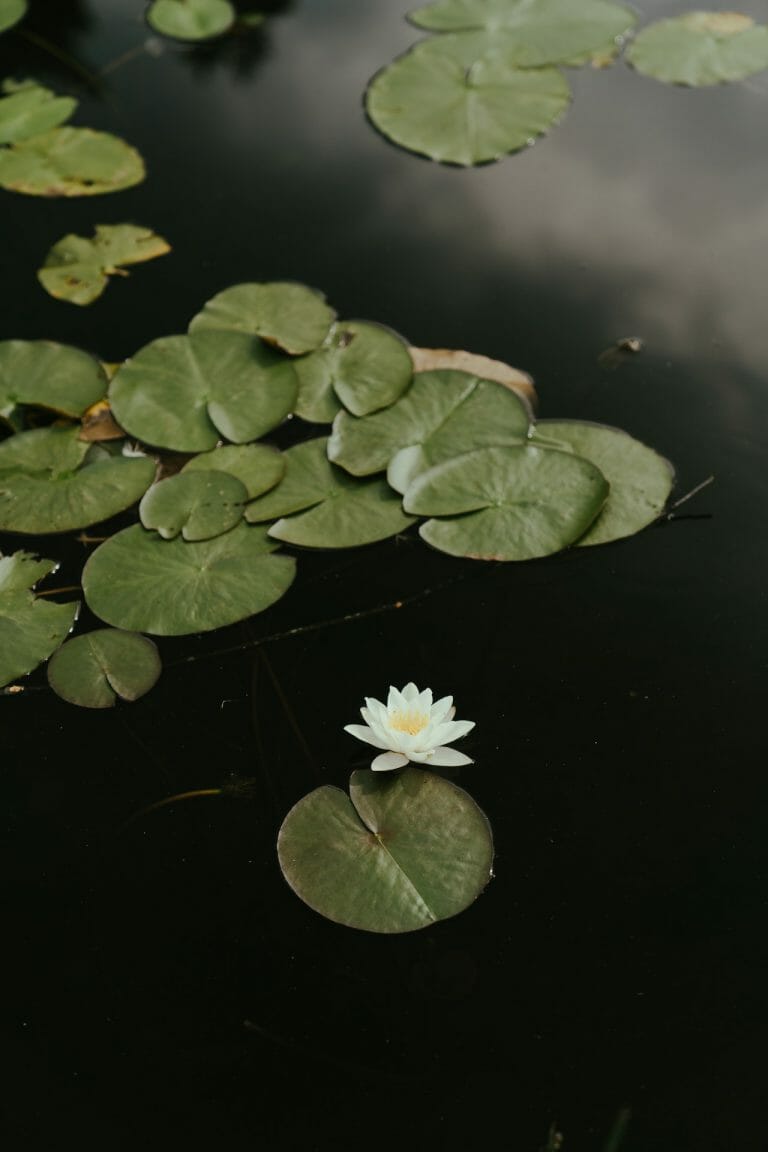 Dwarf Aquarium Lily Care: A Guide to Properly Caring for This Plant