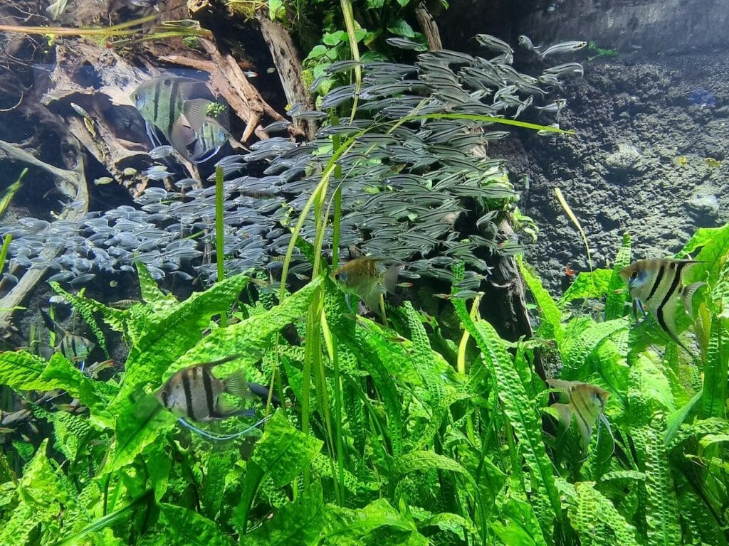 Is Java Moss Good for Goldfish Putting Java Moss in Aquariums and