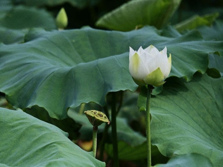 How to Propagate Dwarf Aquarium Lily: A Guide to Successfully Planting This Aquatic Plant