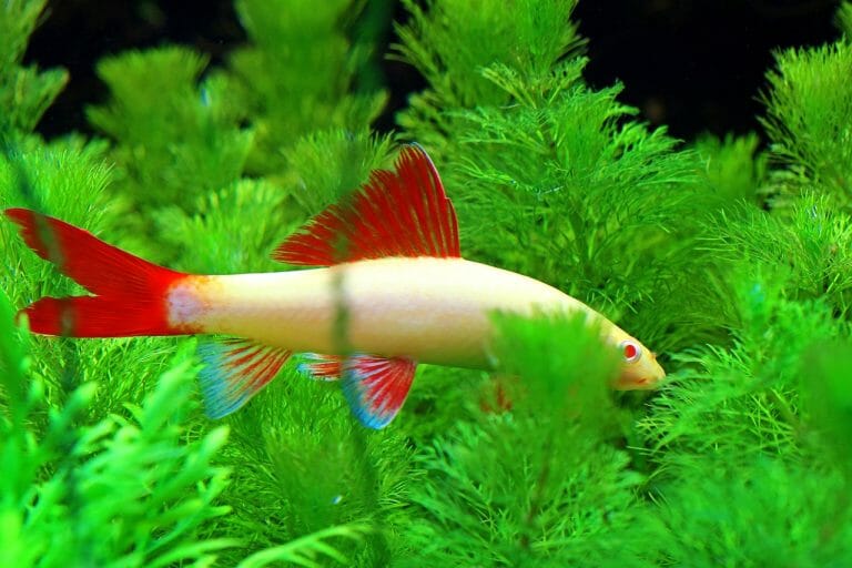 Java Moss Not Growing: Tips to Grow Your Java Moss