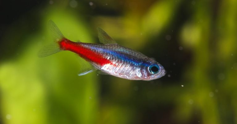 Neon Tetra | A to Z Guide – Care, Tank Mates, Size, and Diet