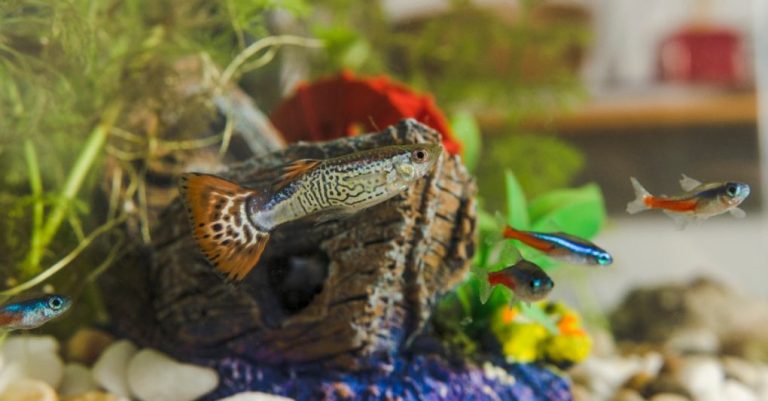 Can Neon Tetra Live With Betta Fish: The Whys and Hows