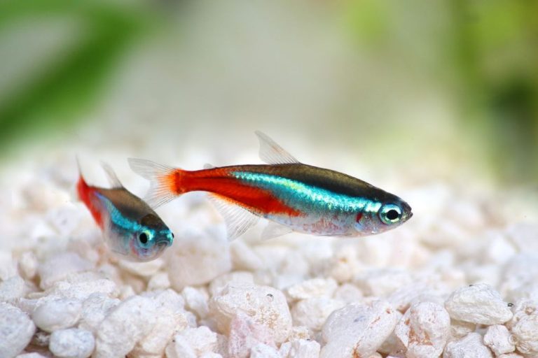 How Many Neon Tetras in A 5-Gallon Tank: Number and Tips